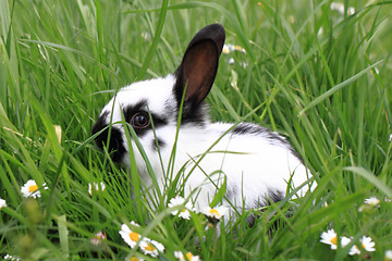 Image showing black and white rabbit in the grass