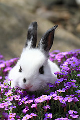 Image showing black and white rabbit in the flowers