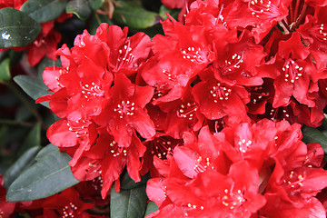 Image showing rhododendron as very nice flower background