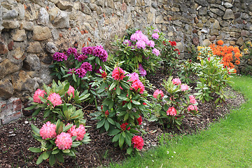 Image showing rhododendron as very nice flower background