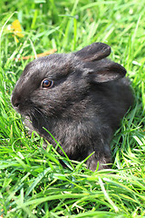 Image showing black rabbit in grass