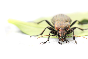 Image showing Carabus cancellatus (copper color bug)