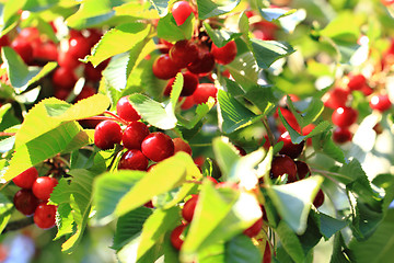 Image showing cherries tree with fruits