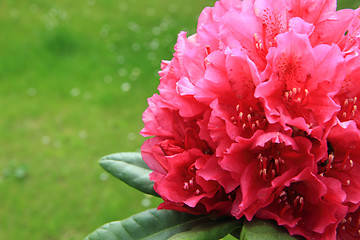 Image showing rhododendron garden as very nice flower background