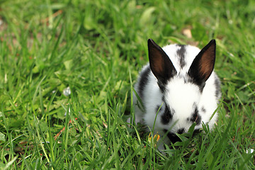 Image showing black and white rabbit in the grass