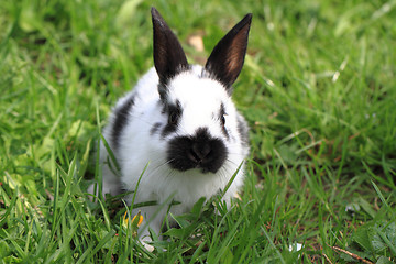 Image showing black and white rabbit in the grass