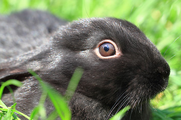 Image showing black rabbit in grass