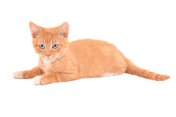 Image showing Angry orange kitten