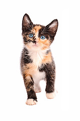 Image showing Adorable Calico Cat