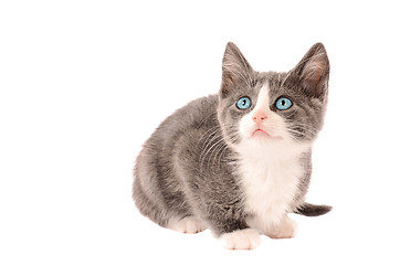 Image showing White and Grey Kitten