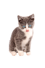 Image showing White and Grey Kitten
