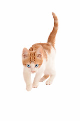 Image showing stalking hunting kitten