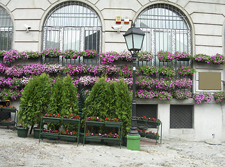 Image showing flower and shrub plant dispaly bohemian quarter of Skadarlija Be