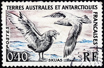 Image showing Skuas Stamp