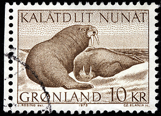 Image showing Walruses