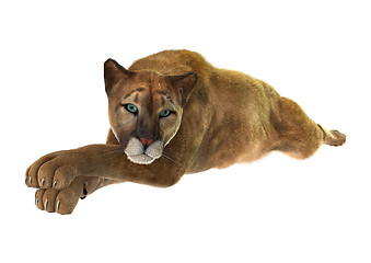 Image showing Big Cat Puma