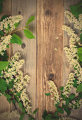Image showing branch of blossom bird cherry