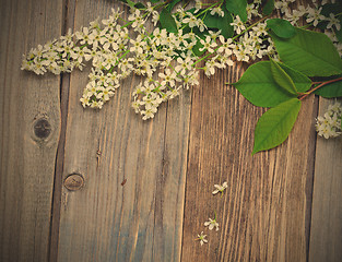 Image showing branch of blossom bird cherry on aged boards antique table