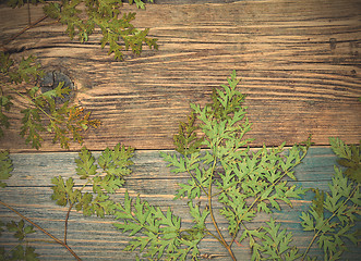 Image showing Still Life with dry leaves and stems