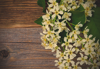 Image showing blossom bird cherry