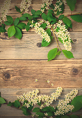 Image showing branch of blossom bird cherry on vintage boards