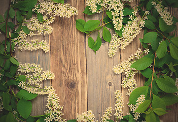 Image showing branch of blossom bird cherry