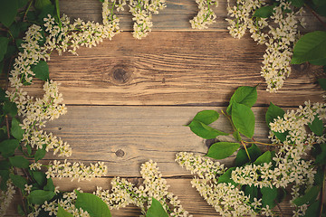 Image showing bird cherry branches