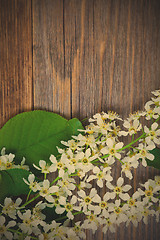 Image showing branch and leaves of blossom bird cherry