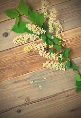 Image showing bird cherry branch