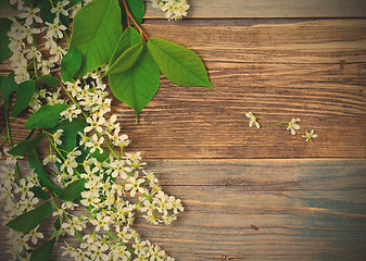 Image showing branch and flowers of blossom bird cherry