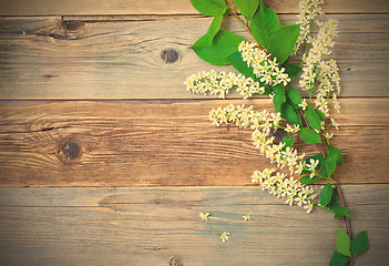 Image showing bird cherry branch  on aged boards