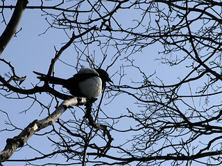 Image showing Black-Billed Magpie