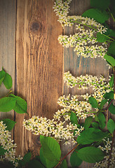 Image showing branch of blossom bird cherry