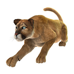 Image showing Big Cat Puma