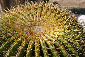 Image showing Golden ball cactus