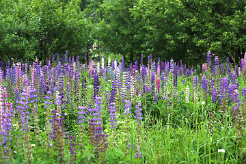 Image showing Wild lupines
