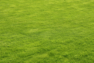 Image showing Green lawn background