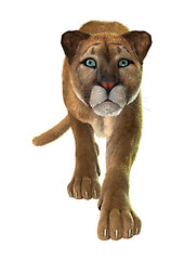 Image showing Big Cat Puma