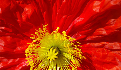 Image showing Beautiful nature background with closeup of bright red poppy 