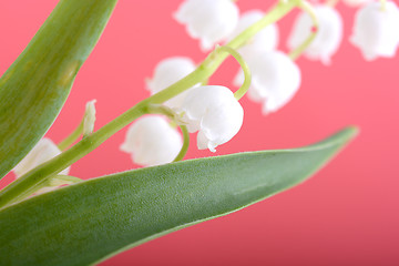 Image showing white flowers of lilac