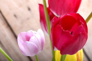 Image showing red tulips. spring flower