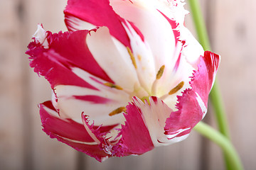 Image showing red tulips. spring flower