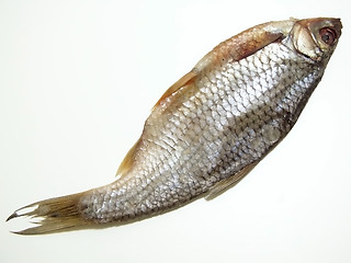 Image showing One dry fish