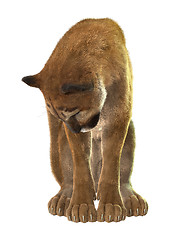 Image showing Big Cat Puma