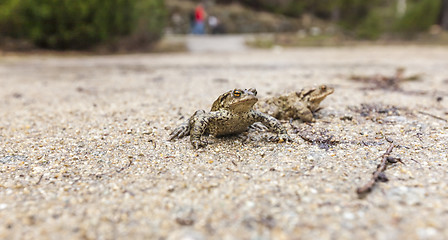 Image showing Closeup frog near the road.