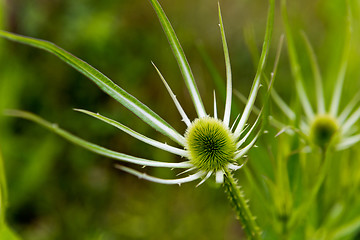 Image showing Green plant with egg-shaped head (teasel)