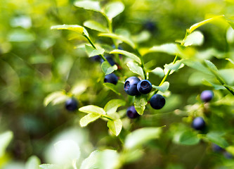 Image showing Bilberry, whortleberry or European blueberry