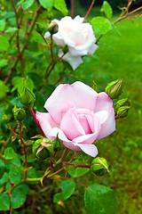 Image showing Pink rose