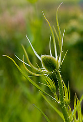 Image showing Green plant with egg-shaped head (teasel)