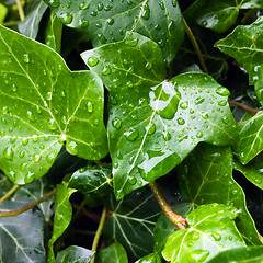 Image showing Ivy leaf with rain drops